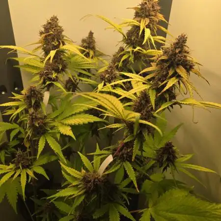 Lemon Cherry Cookies / Danf Pro