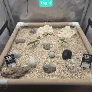 Ocean Freeze & Azul Rosa RHS AC Infinity