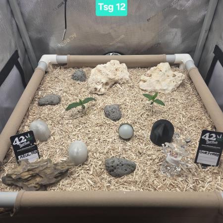 Ocean Freeze & Azul Rosa RHS AC Infinity