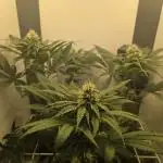 Blueberry Cane Danf Pro