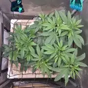 Ocean Freeze & Azul Rosa RHS AC Infinity