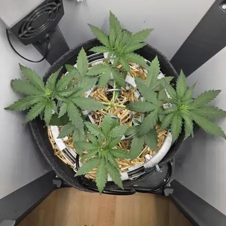 Blueberry Cane Danf Pro