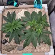 Ocean Freeze & Azul Rosa RHS AC Infinity