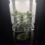 Blueberry Cane Danf Pro