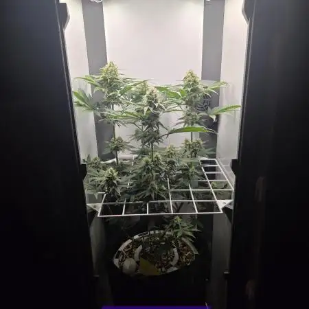 Blueberry Cane Danf Pro