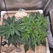 Ocean Freeze & Azul Rosa RHS AC Infinity