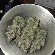 Blueberry Cane Danf Pro