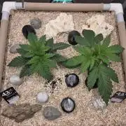 Ocean Freeze & Azul Rosa RHS AC Infinity