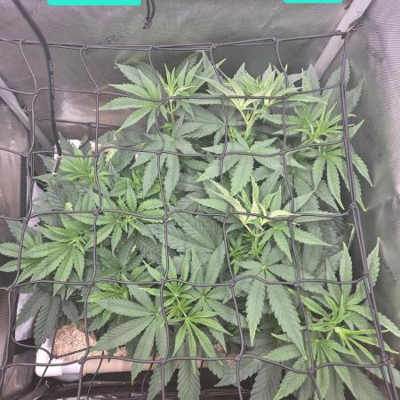 Ocean Freeze & Azul Rosa RHS AC Infinity