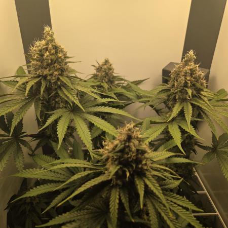 Blueberry Cane Danf Pro