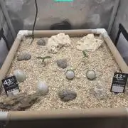 Ocean Freeze & Azul Rosa RHS AC Infinity