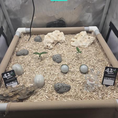 Ocean Freeze & Azul Rosa RHS AC Infinity