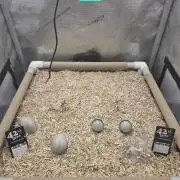 Ocean Freeze & Azul Rosa RHS AC Infinity