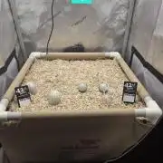 Ocean Freeze & Azul Rosa RHS AC Infinity