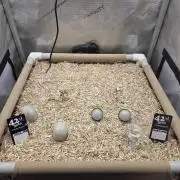 Ocean Freeze & Azul Rosa RHS AC Infinity