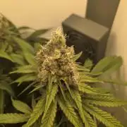 Blueberry Cane Danf Pro