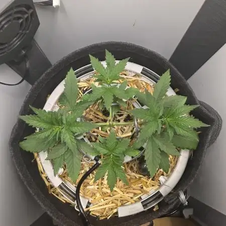 Blueberry Cane Danf Pro
