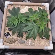 Ocean Freeze & Azul Rosa RHS AC Infinity