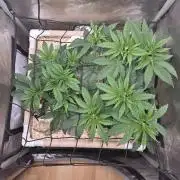 Ocean Freeze & Azul Rosa RHS AC Infinity