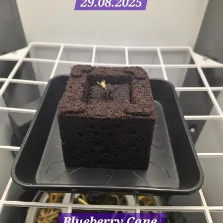 Blueberry Cane Danf Pro