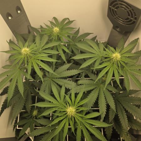 Blueberry Cane Danf Pro