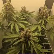 Blueberry Cane Danf Pro