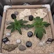 Ocean Freeze & Azul Rosa RHS AC Infinity