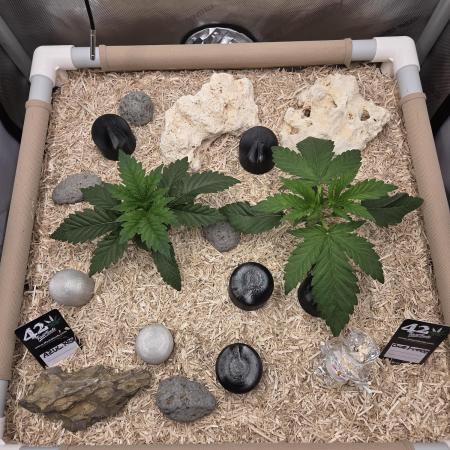 Ocean Freeze & Azul Rosa RHS AC Infinity