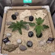 Ocean Freeze & Azul Rosa RHS AC Infinity