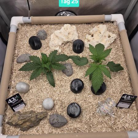 Ocean Freeze & Azul Rosa RHS AC Infinity