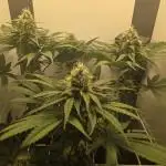 Blueberry Cane Danf Pro