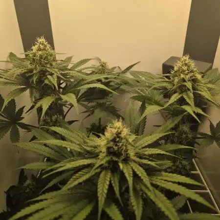 Blueberry Cane Danf Pro