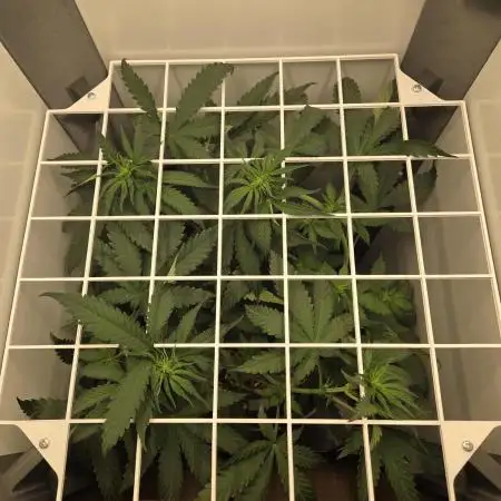 Blueberry Cane Danf Pro