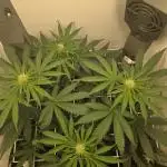 Blueberry Cane Danf Pro