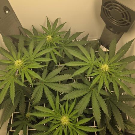 Blueberry Cane Danf Pro