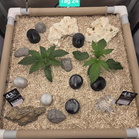 Ocean Freeze & Azul Rosa RHS AC Infinity