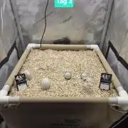 Ocean Freeze & Azul Rosa RHS AC Infinity