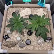 Ocean Freeze & Azul Rosa RHS AC Infinity