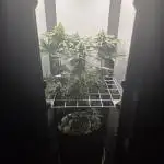 Blueberry Cane Danf Pro