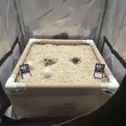 Ocean Freeze & Azul Rosa RHS AC Infinity