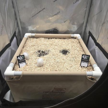 Ocean Freeze & Azul Rosa RHS AC Infinity