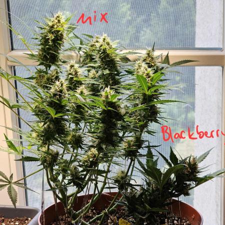 Cheap Weed #8 2Girls1Pot