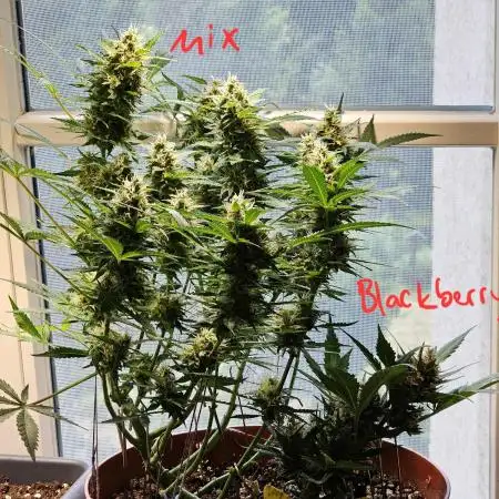Cheap Weed #8 2Girls1Pot