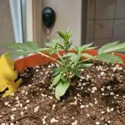Cheap Weed #17