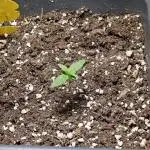 First Own Genetic! Cheap Weed #12