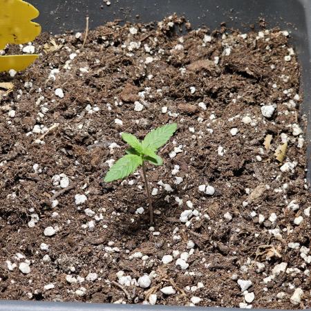 First Own Genetic! Cheap Weed #12