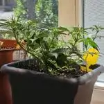 Cheap Weed #9