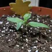 Cheap Weed #18
