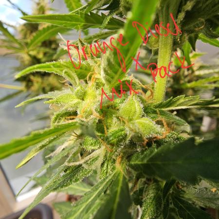 Breeding Auto-Stuff #1