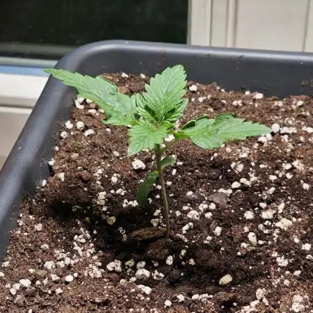 Cheap Weed #9